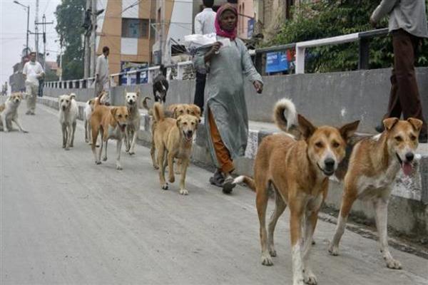 Street dog population out of control in Srinagar city'