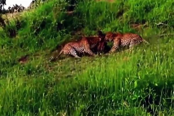 Wild Animal Attacks: Authorities permit killing of man-eater animal in Uri