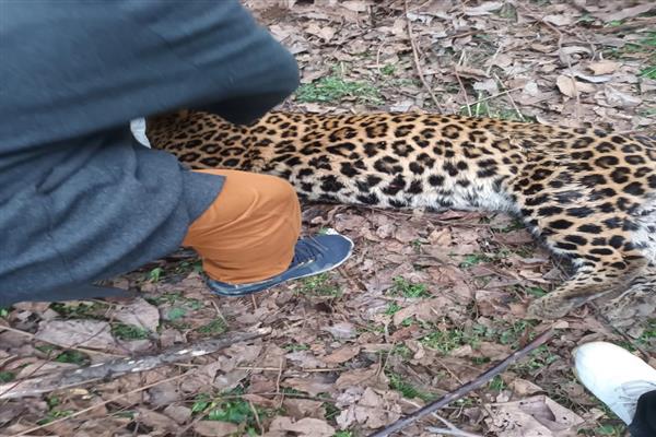Leopard found dead in Anantnag's Aishmuqam Leopard found dead in Anantnag's Aishmuqam