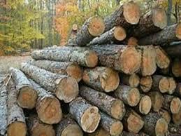 Illicit timber seized in Kehmil Division