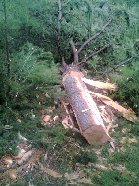 Wanton cutting of green gold in various forest blocks of Ganderbal