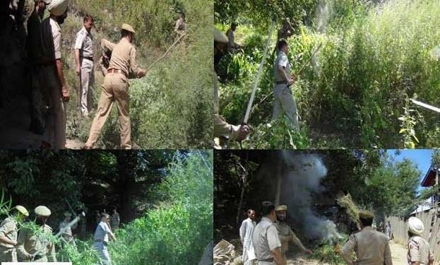 Police destroys bung cultivation in Shopian
