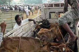 Ban imposed on transportation of bovine animals