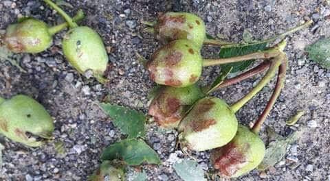Hailstorm, heavy rains damage crops in South Kashmir