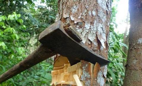 Amid unrest, illegal timber smuggling goes unabated in Bandipora