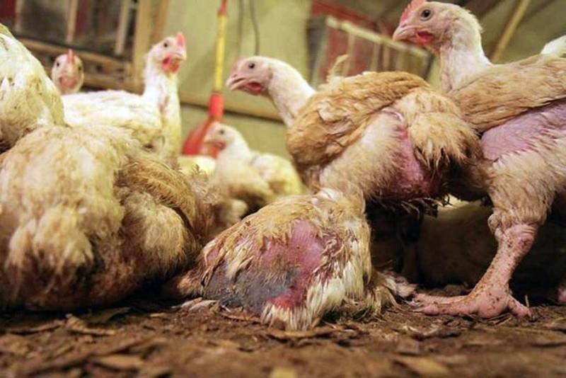 No proper testing of Chicken in JK