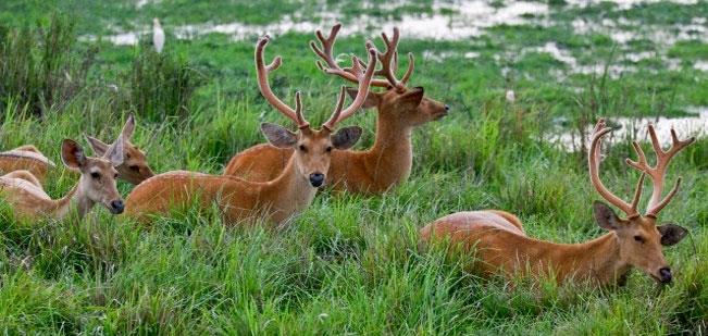 Wildlife lacks manpower, equipments to keep check on poaching of migratory birds