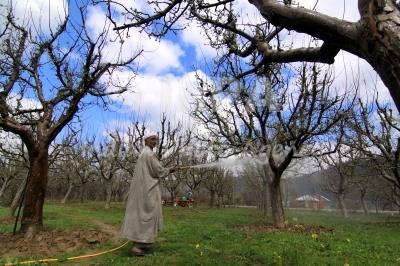 Huge embezzlements found in Horticulture department Shopian: S&E Report