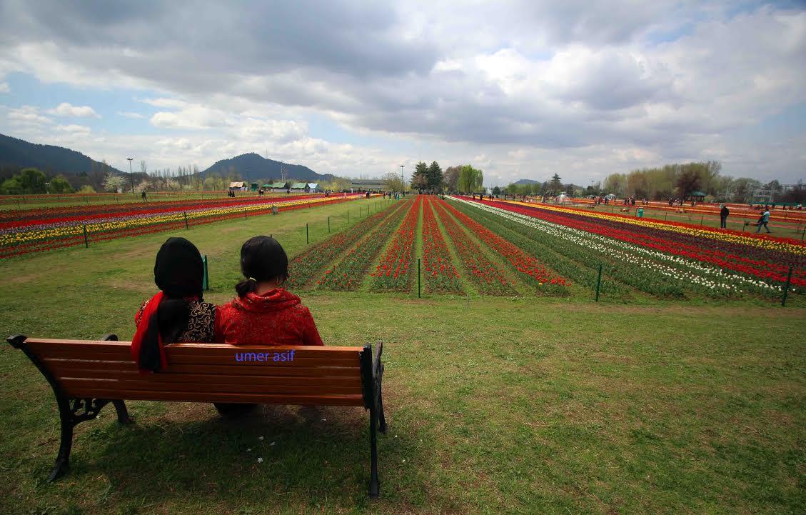 15-day ‘Tulip Festival’ begins