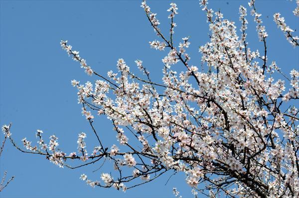 Orchardists should not worry about crop loss: Dir Horticulture