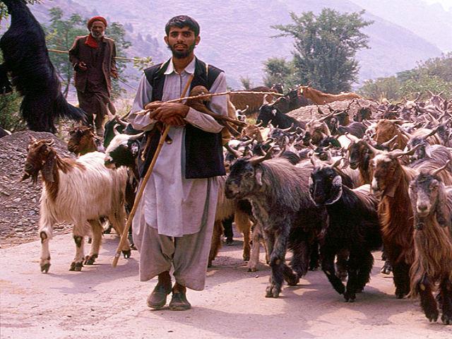 Forest Dept stopping our movement to graze cattle: Bakerwal
