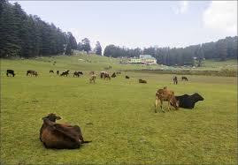 Cattle die in Kupwara as Animal Husbandry department ignores distress calls from worried residents