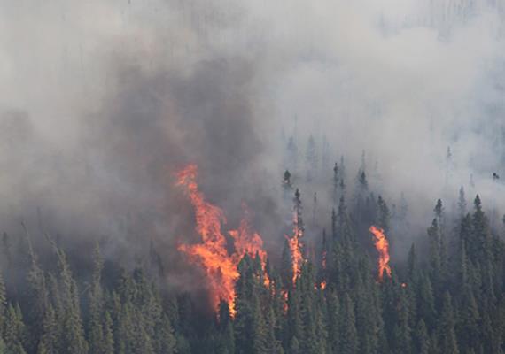 Fire engulfs forests in Kupwara areas