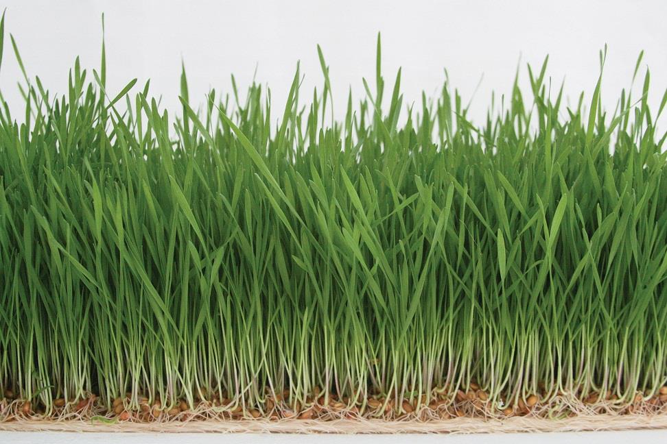‘Farmers feel the heat as fodder turns scarce’