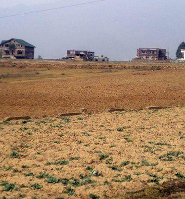 Kashmir loses 2200 hectares of saffron land in 2 decades