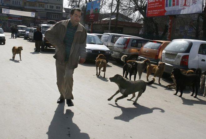 20098 dog bite cases registered in Valley in 2017: Govt