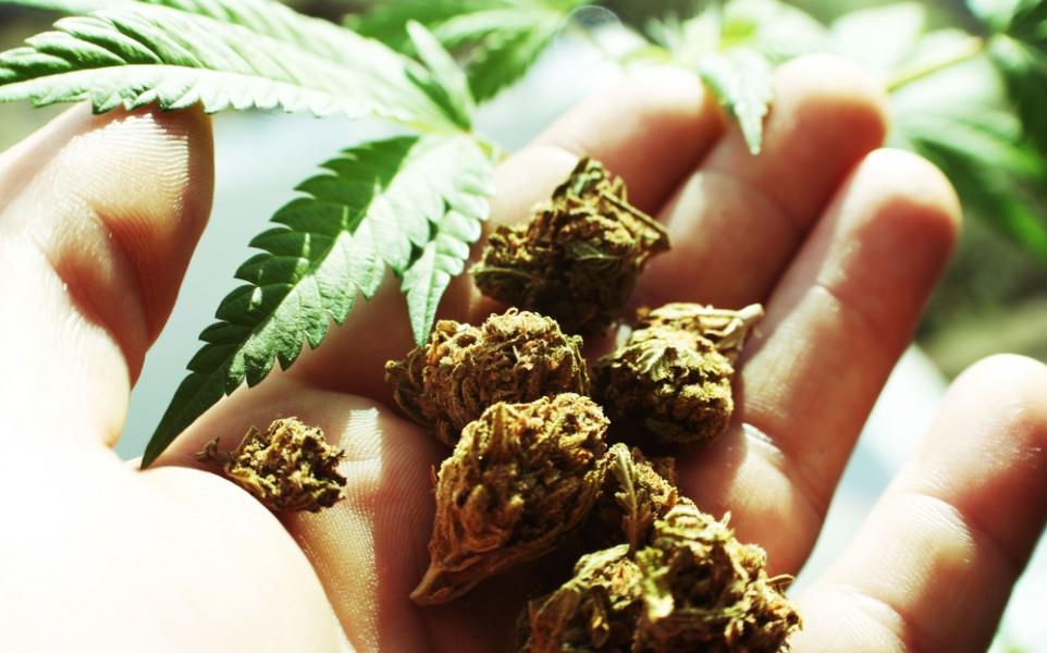 ‘JK among top illicit drug crop cultivators’