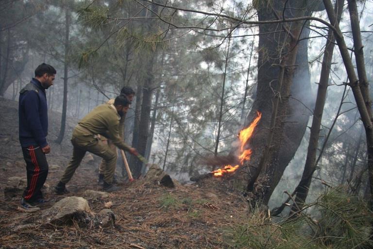Forests turning into ashes as massive blaze go wild