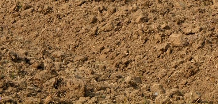 Sub standard mustard oil seeds supplied in Tral by Agriculture department draws a flak