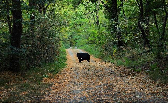 Wildlife in Dachigam on verge of disaster, due to wrong policies of govt