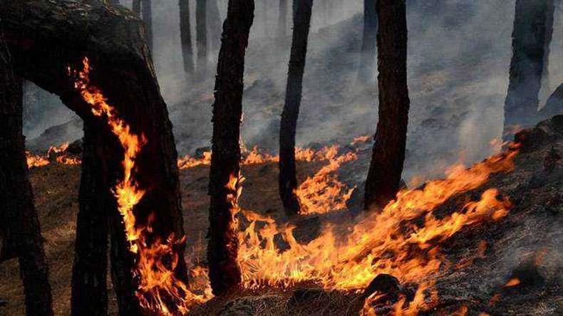 Forest fires continue destroy green gold