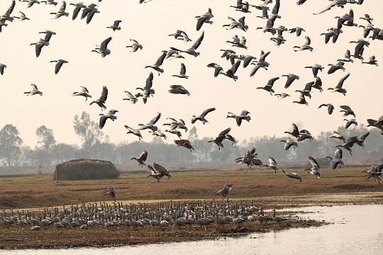 Advisor Kumar for expediting land acquisition process for Gharana Wetland Conservation Reserve