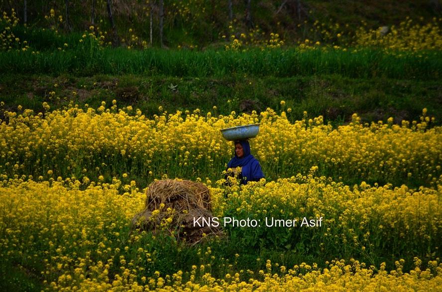 Carrying cow-dung on heads by woman should not be allowed: SHRC