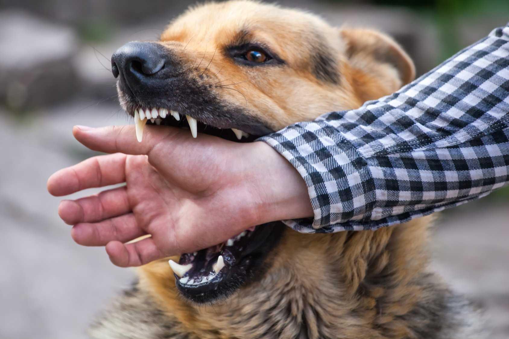 Dog bite cases rising, 2322 reported in just 4-months