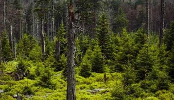 Revolt brewing up in Forest deptt against IFS lobby
