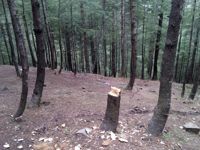 Smugglers axing forests