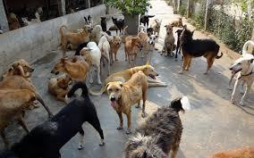 Stray dogs making Srinagar residents lives miserable