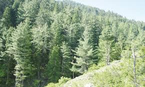 Forest Dept launches anti-encroachment operation in Baramulla