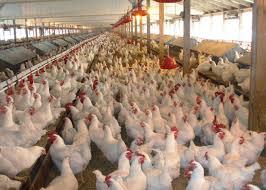 Valley set to get new poultry Mandi’s