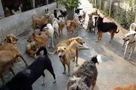 Stray dogs unleash terror in BB cant area