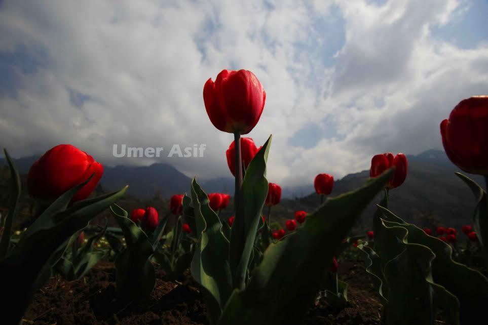 10 lakh tulip bulbs to light Kashmir tourism: Dr Samoon