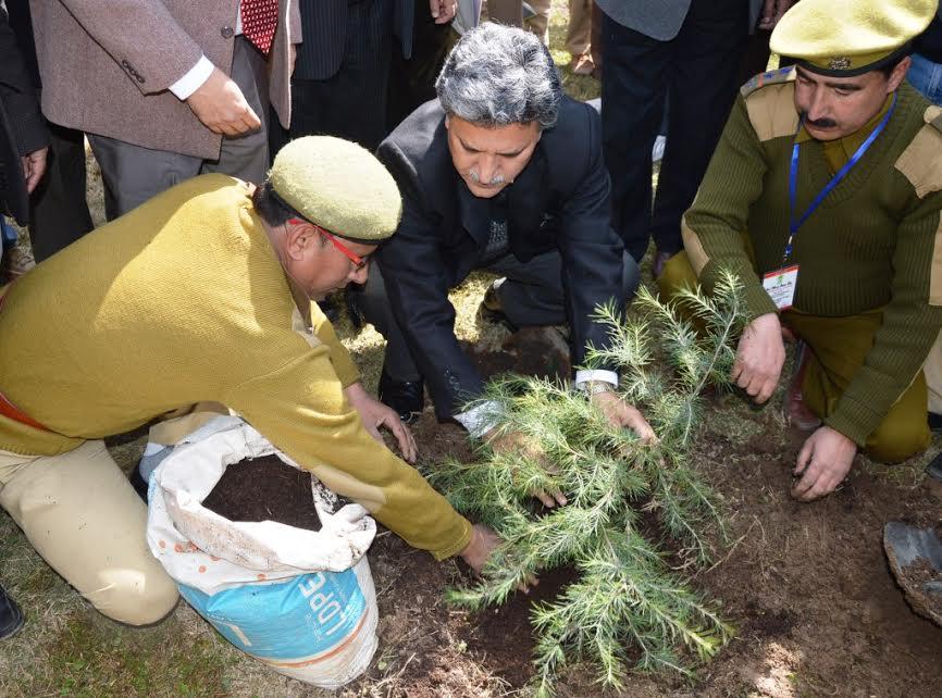 Govt to create separate Chinar section in Forest department