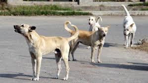 SMC to sterilise 100 stray dogs a day from now on