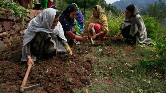 Raw hands run planning affairs at Kashmir Agri Directorate