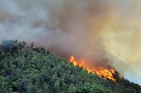Fire engulfs in forest division Kamraj, Keamil