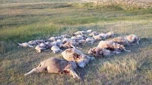Bear kills dozens of livestock in Kulgam
