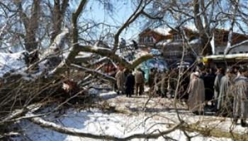 One killed, five injured due to tree fall in Kishtwar