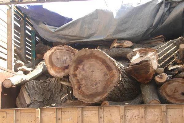 Illicit timber, vehicle seized in Raithan
