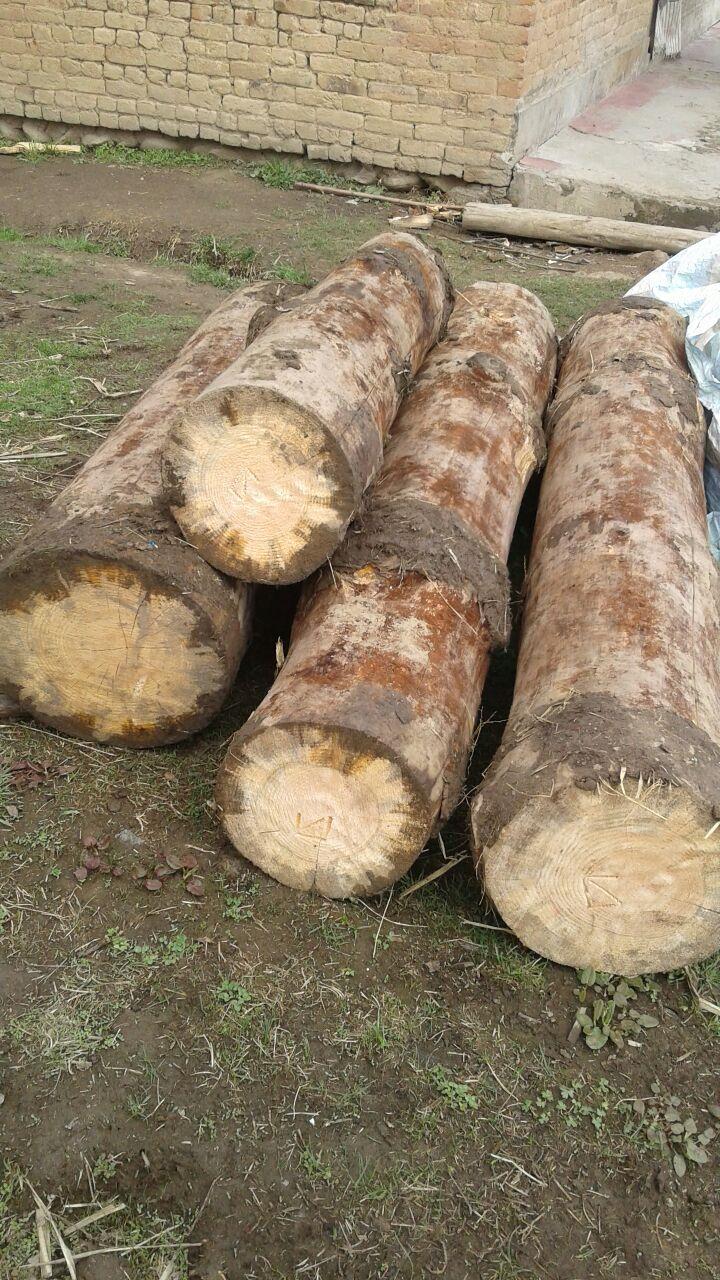 FPF acts tough against timber mafia