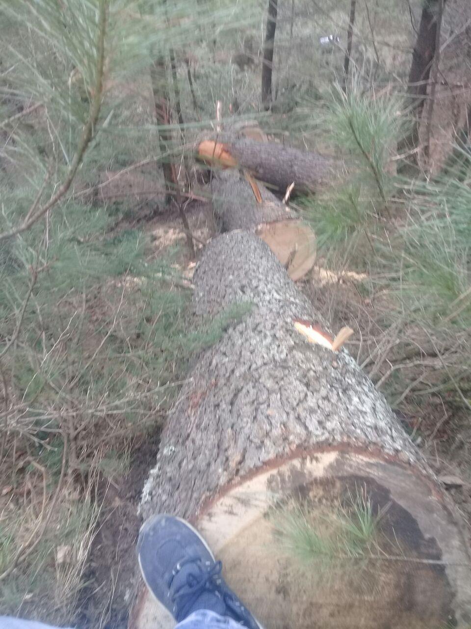 FPF launches massive offensive against timber mafia