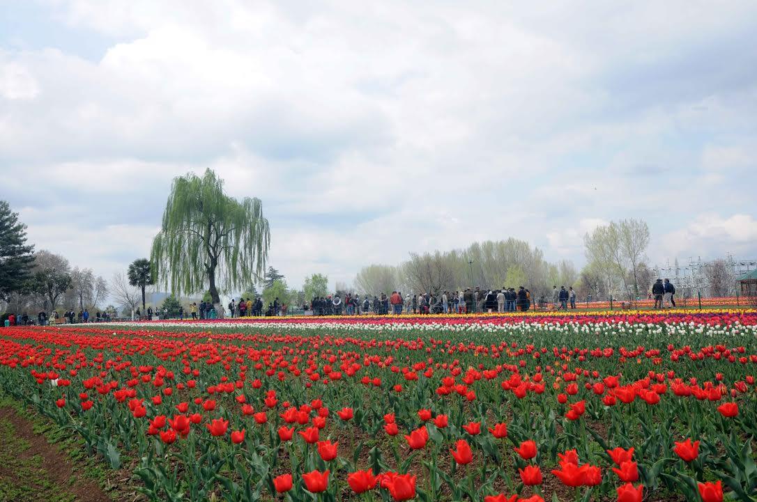 Tulip garden is safe, open for tourists