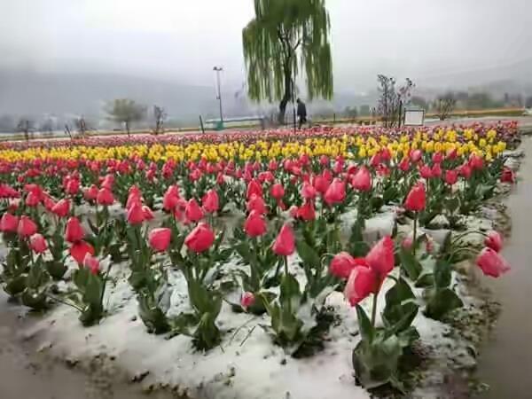 Tulip garden is safe, open for tourists
