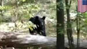 Bear kills toddler in Tral