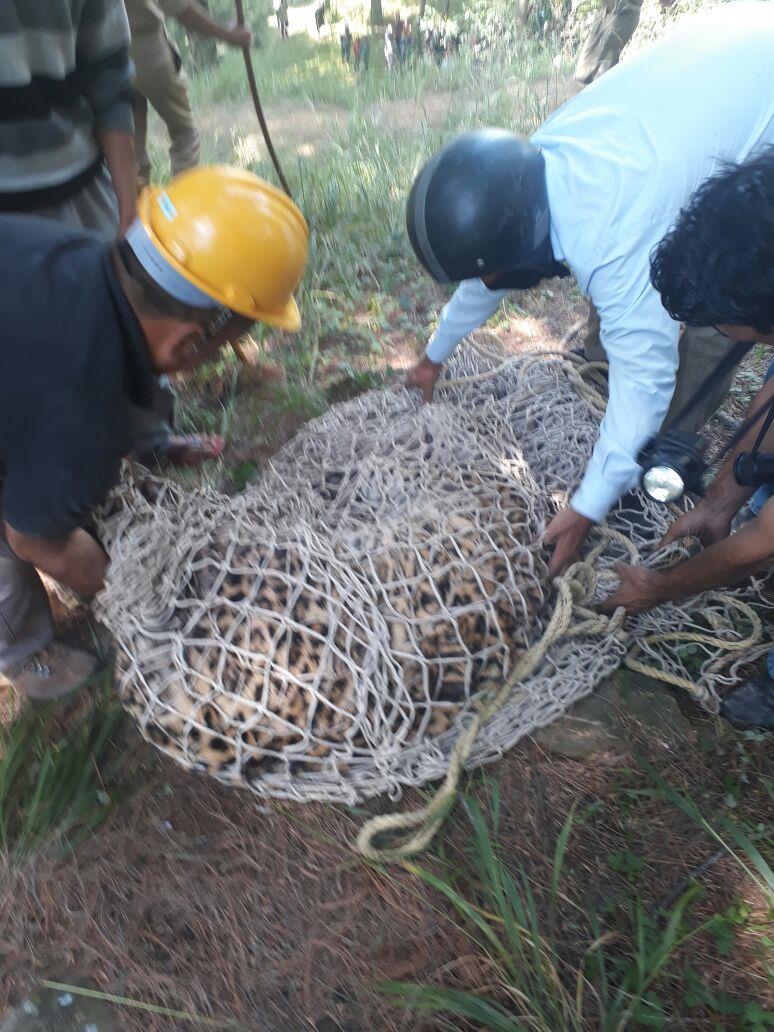 Wild leopard caught alive in Aishmuqam Anantnag