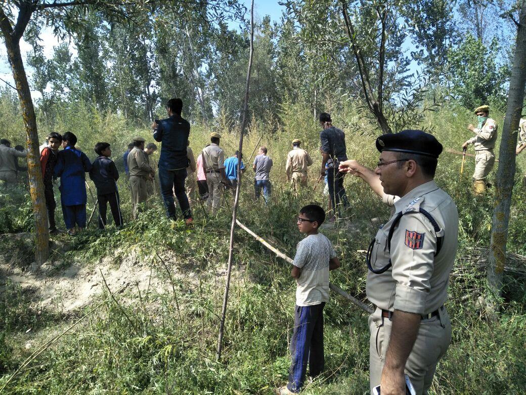 Handwara police destroys Bung cultivation