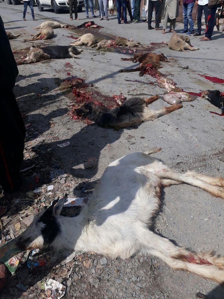 Speedy truck kills 20 sheep at Qazigund